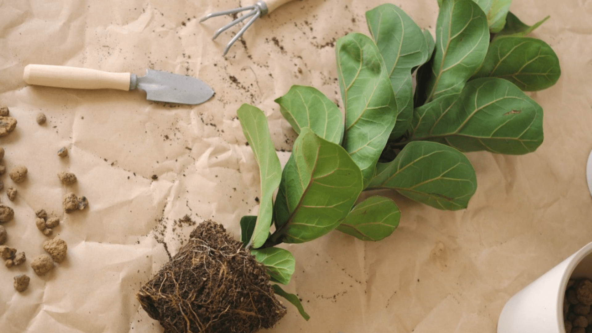 How to Care for Ficus Lyrata as a Begginer? - Opple House