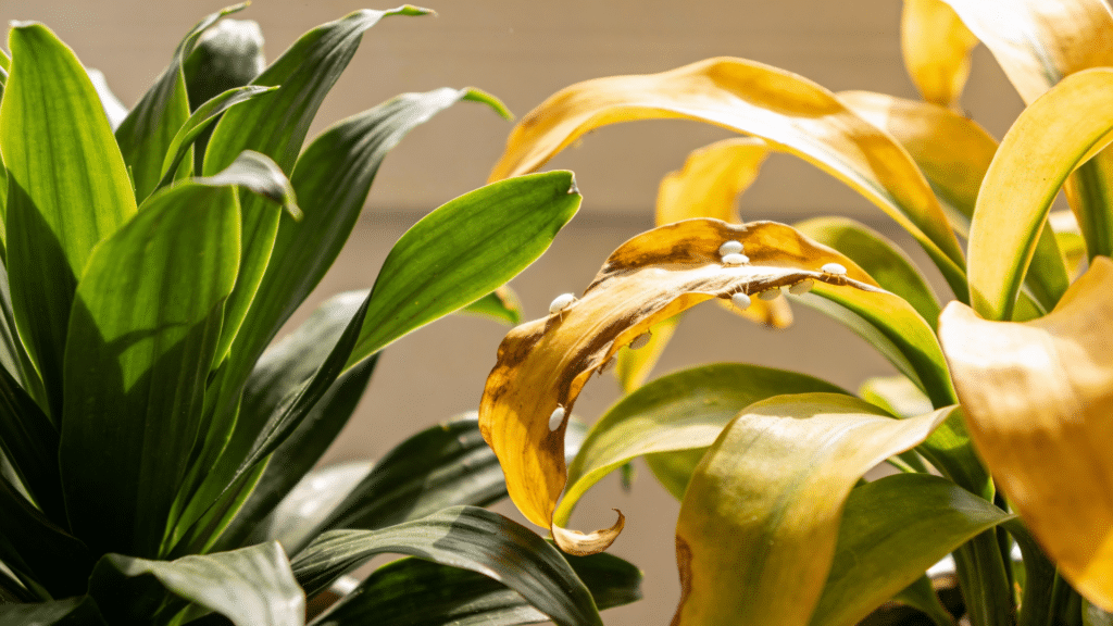 How to Spot Pests on Houseplants? - Opple House