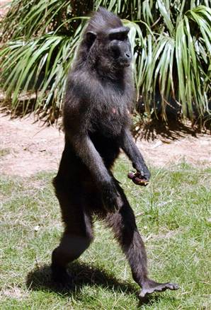 Tired of monkeying around | Zygoma