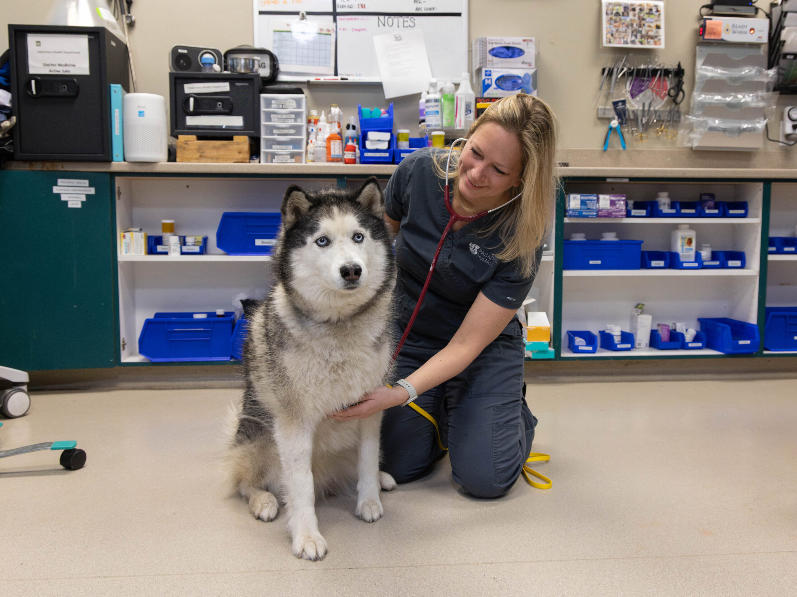 Dr. Maria Pyrdek Pasadena Humane Veterinarian Leader