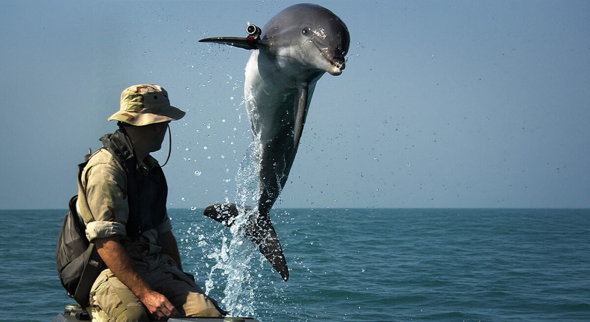 Why We Must Protect Our Marine Environment from Naval Warfare - PAX
