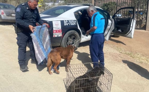 Rescatan a dos perros víctimas de maltrato animal en Ensenada - Península BC