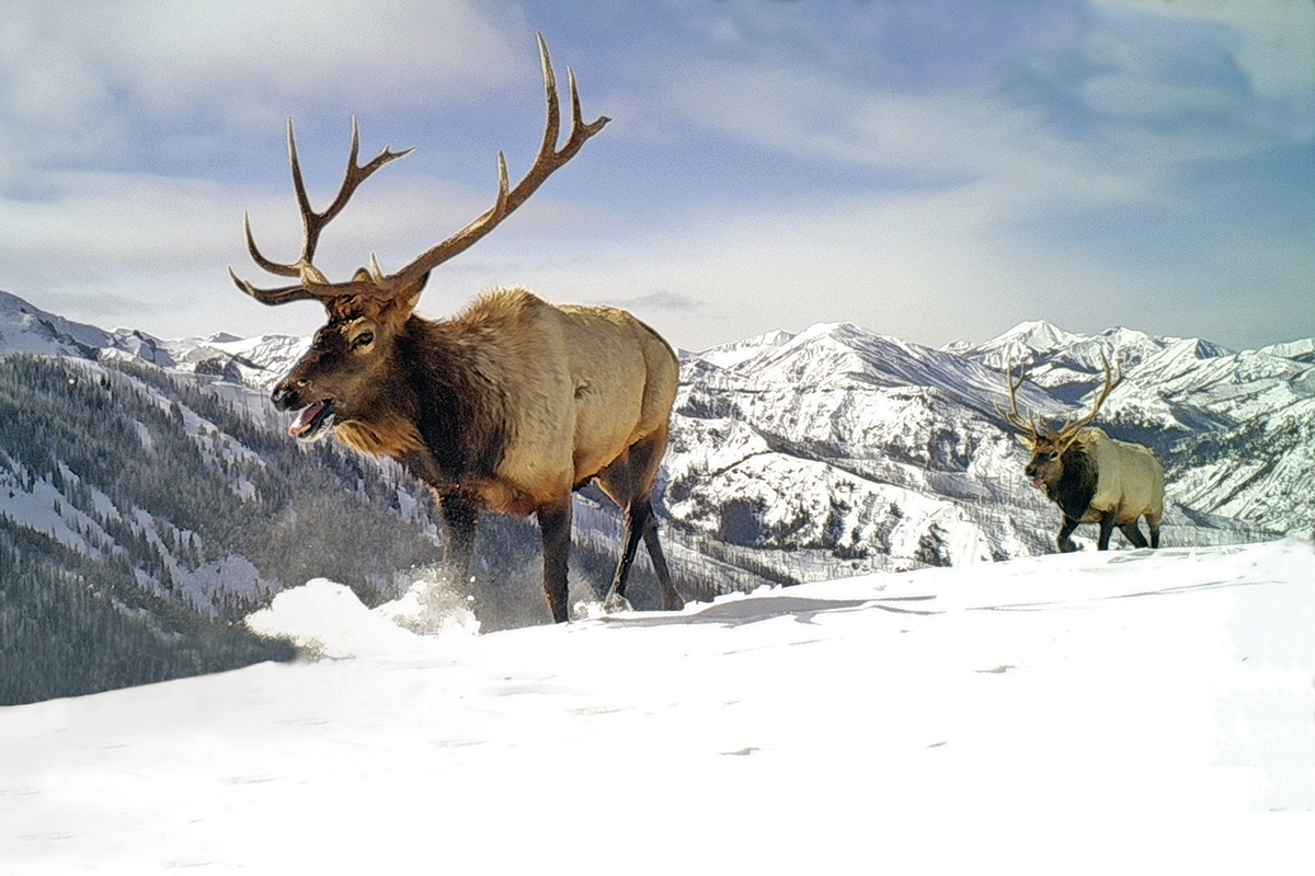 The Marvelous Migrations of Greater Yellowstone | PERC