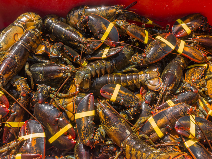 MSC Certificate Suspended for Gulf of Maine Lobster Fishery - Perishable News