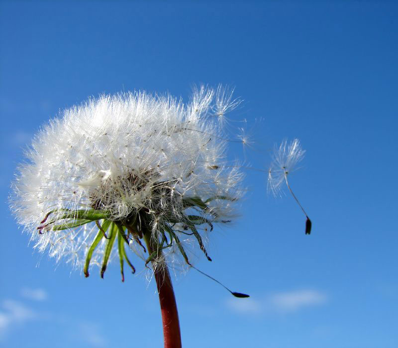 Freedom vs. Autonomy: A tale of two logics – Philosophers for Change
