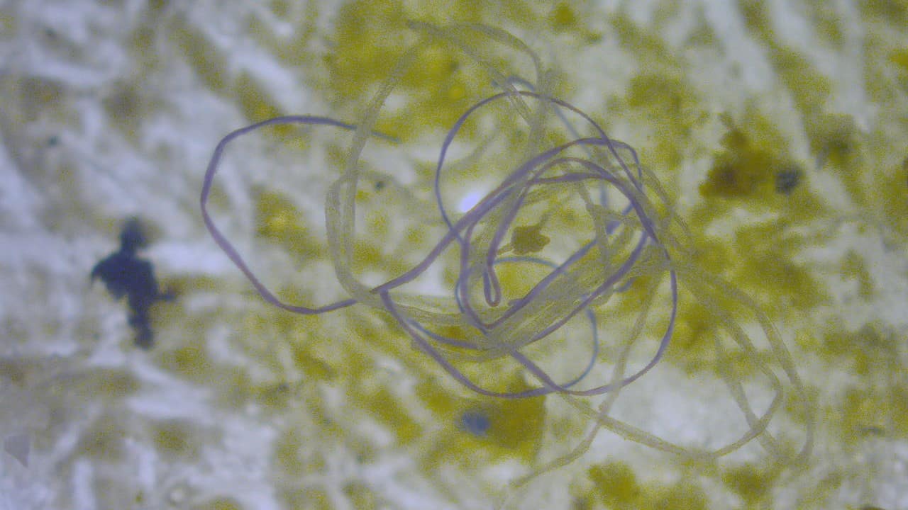 Microplastics with elongated shapes travel further in the environment – Physics World