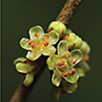 Synsepalum chimanimani (Sapotaceae), a new species from the Chimanimani Mountains of Mozambique and Zimbabwe, with notes on the botanical importance of this area