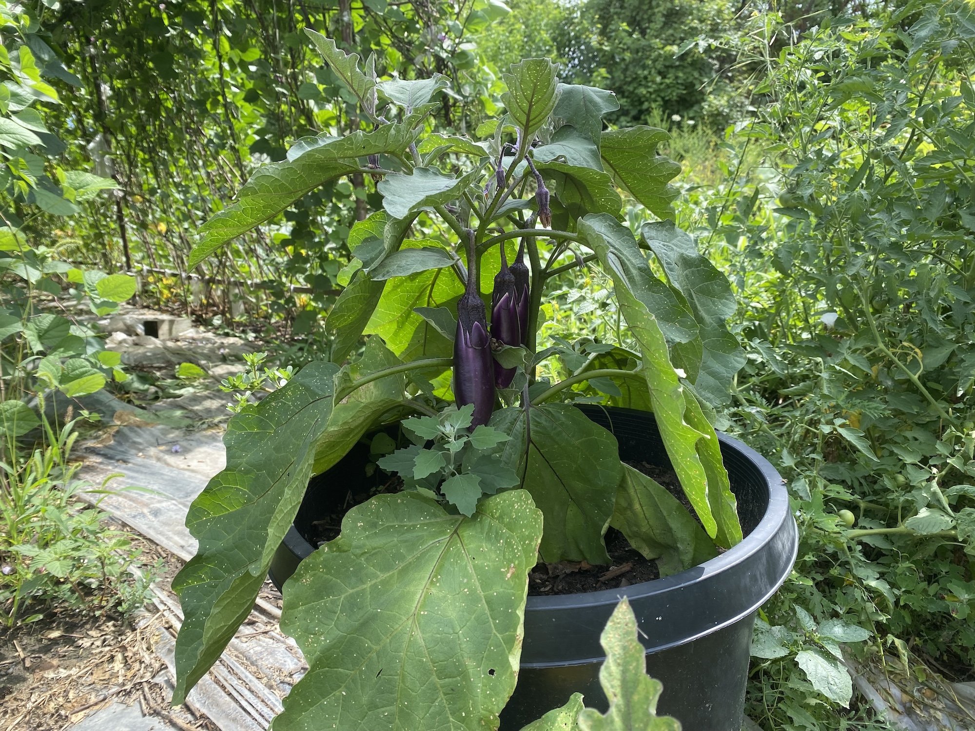 How community gardens benefit Detroit – Planet Detroit