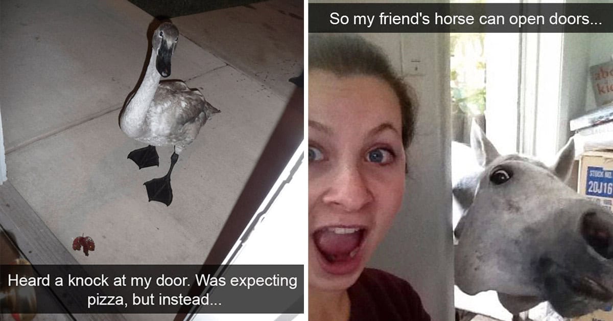 45 Funniest Animal Snapchats That Will Send You Soaring Over The Midweek Hump (November 7, 2024)