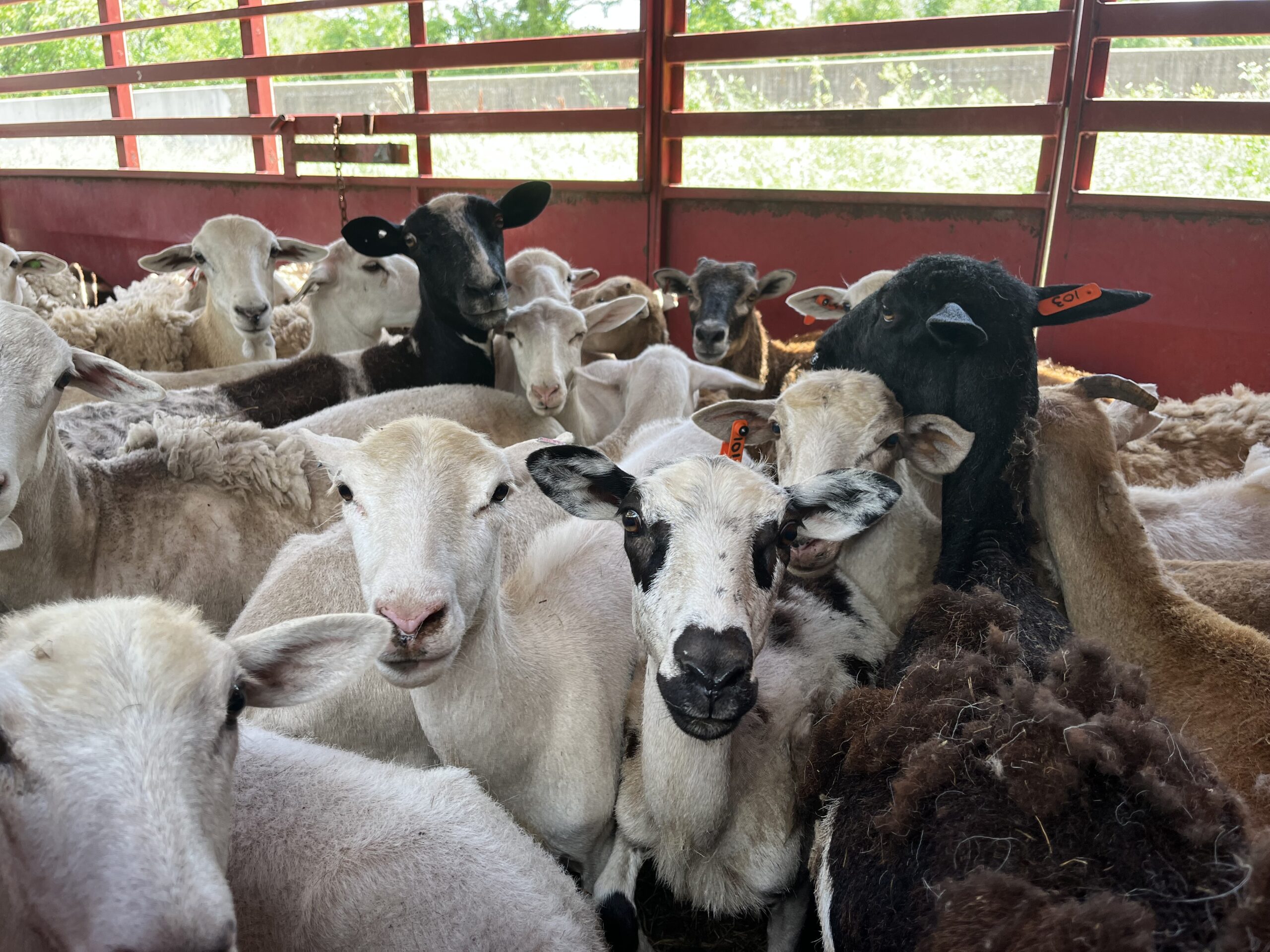 Goats & sheep tackle weed control along the Riverfront Heritage Trail. - Port KC