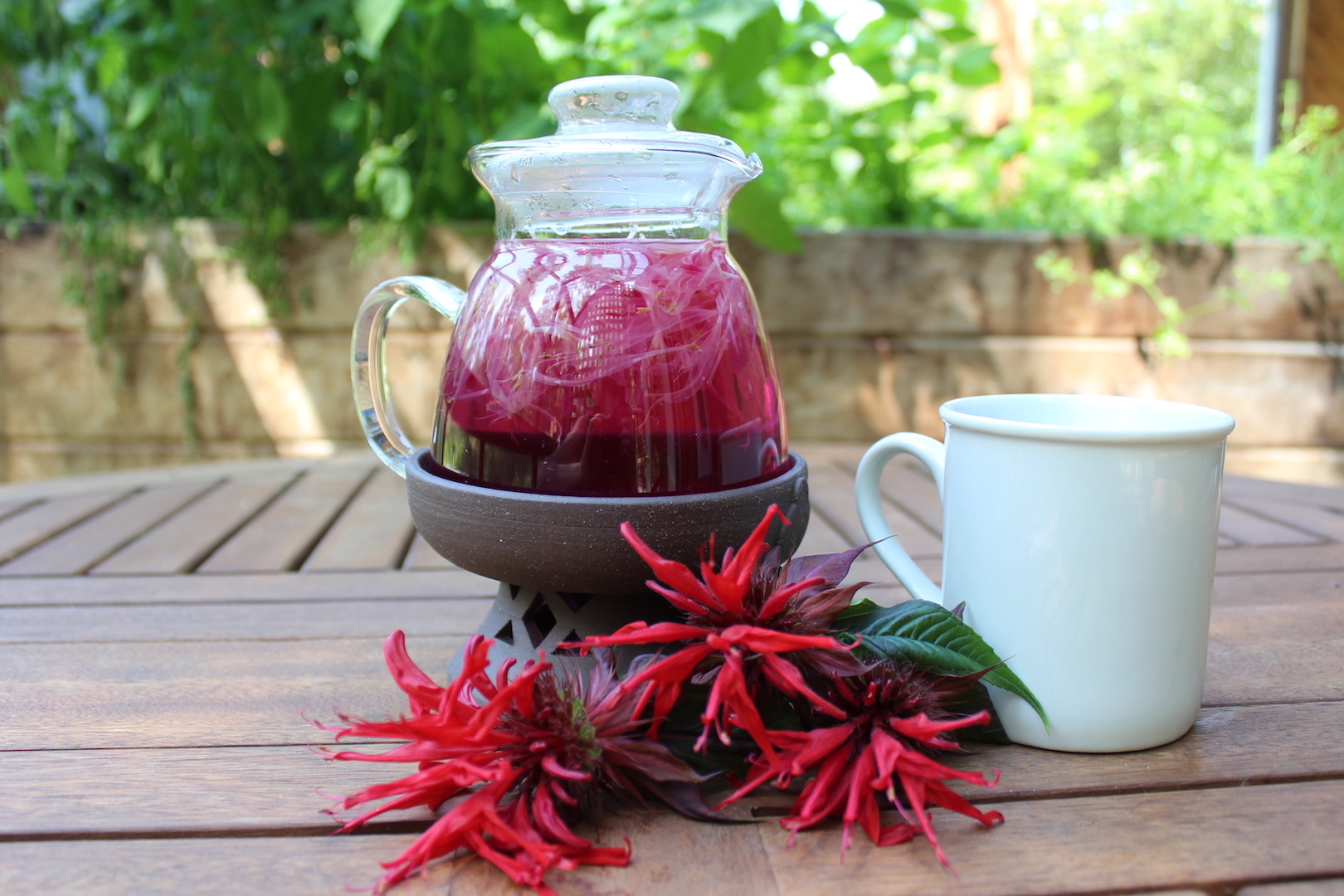 12 Ways to Use Bee Balm — Practical Self Reliance