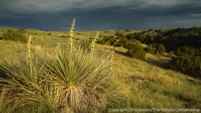 The Yucca and its Moth | The Prairie Ecologist