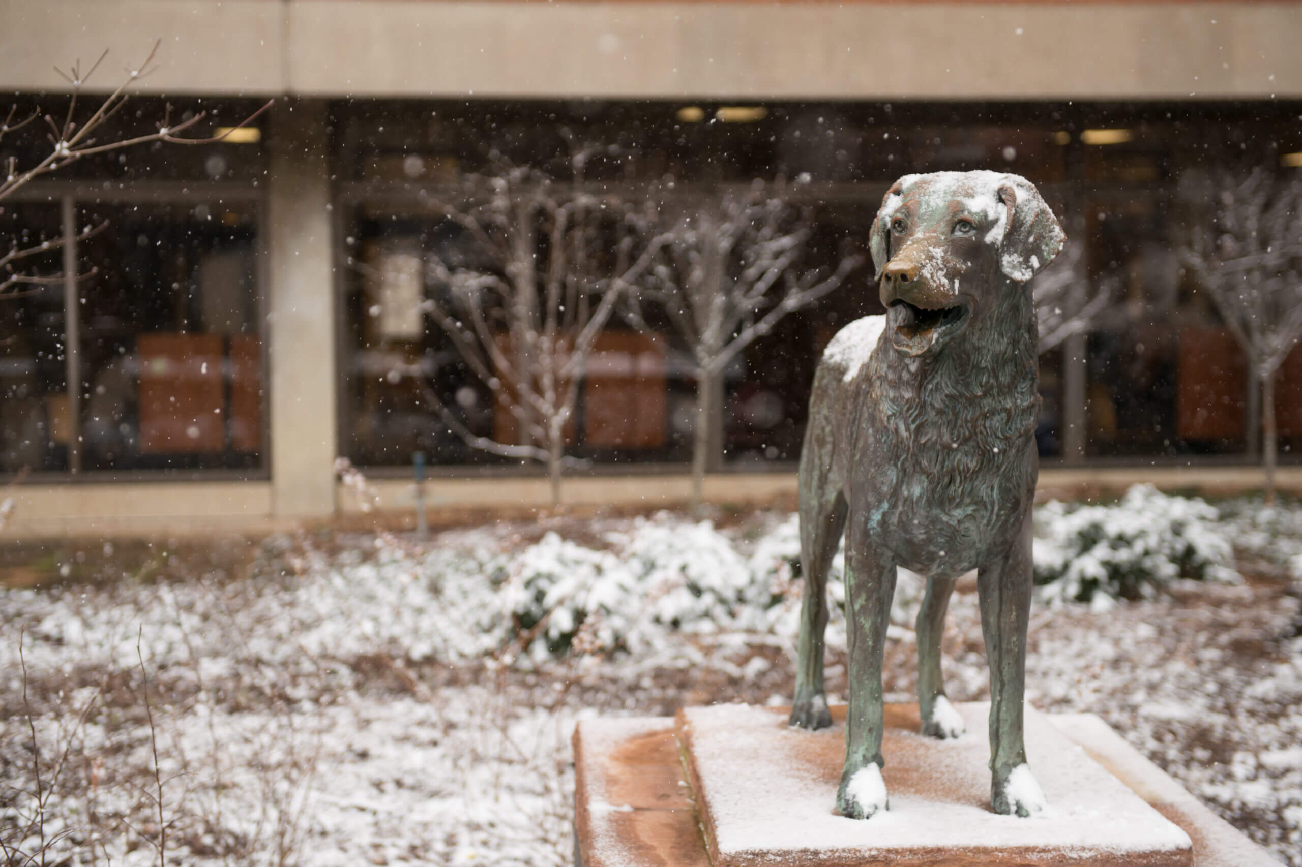 UMBC Retrievers Giving Back: Celebrating a Season of Gratitude
