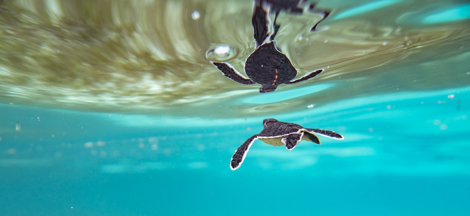 How to Become an Eco Center - PADI Pros