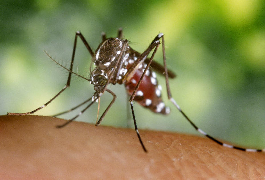 California's Mosquito Hunters Brace Themselves for a War With Zika - Pacific Standard