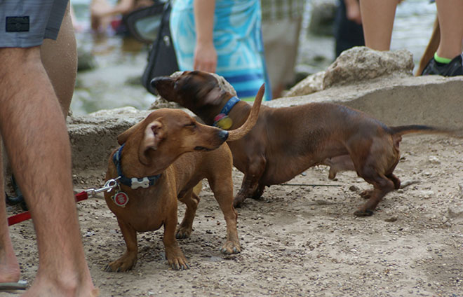 What Influences Whether Owners Pick Up After Their Dogs? - Pacific Standard