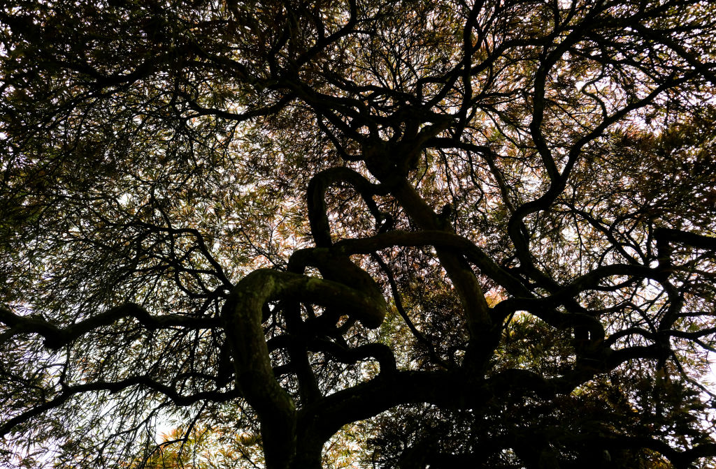 The Movement for Urban Tree Expansion Is Growing