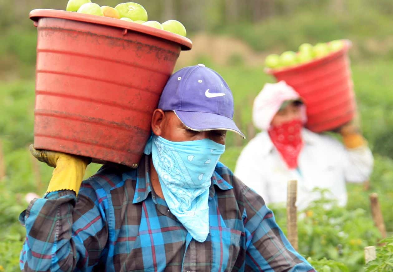 Farmworkers plagued by pesticides, red tape – Center for Public Integrity