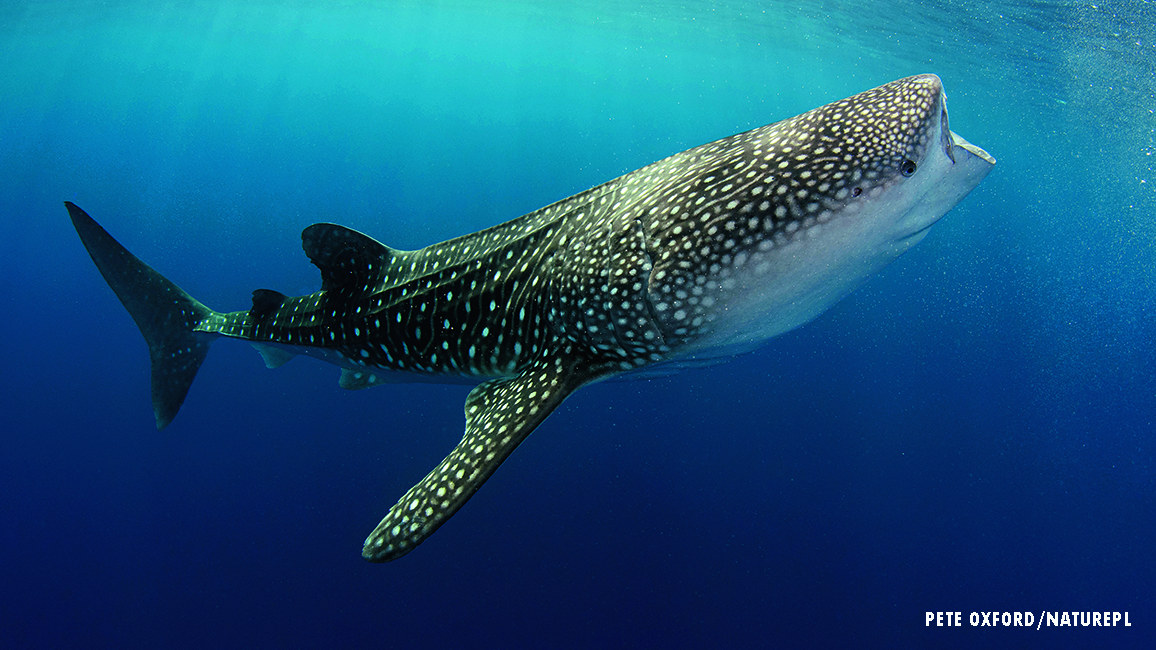 A Whale of a Shark