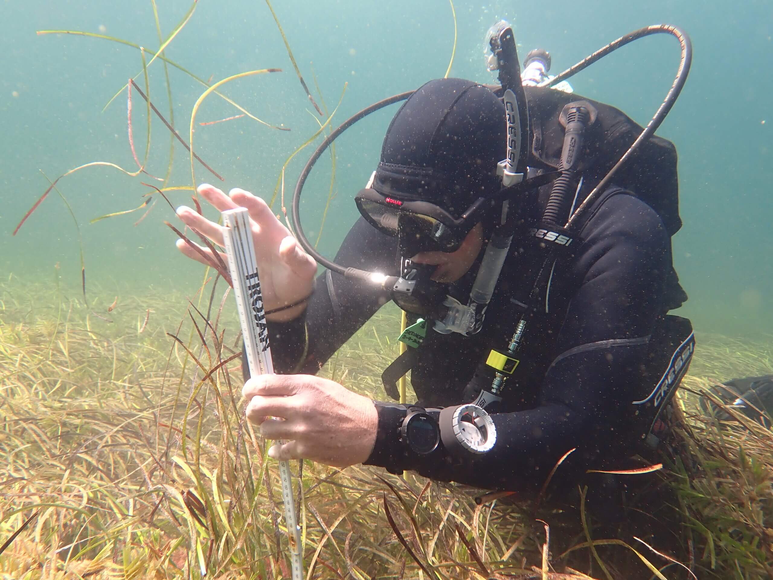 Geographe Bay seagrass shows resilience - RGW