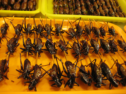 Robb Wolf - True Paleo Protien: Insects