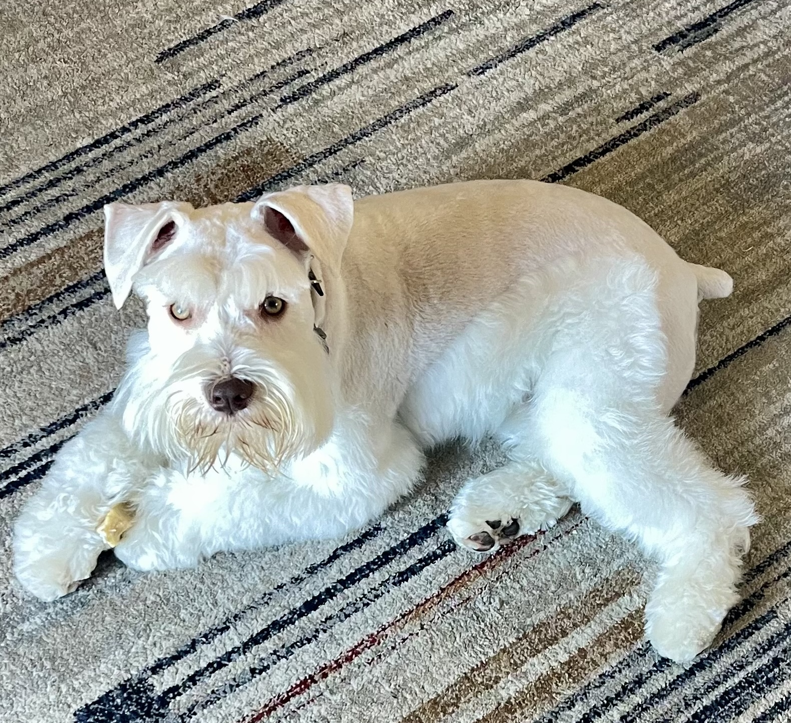Scammers target owner of missing Dunwoody salon dog - Rough Draft Atlanta