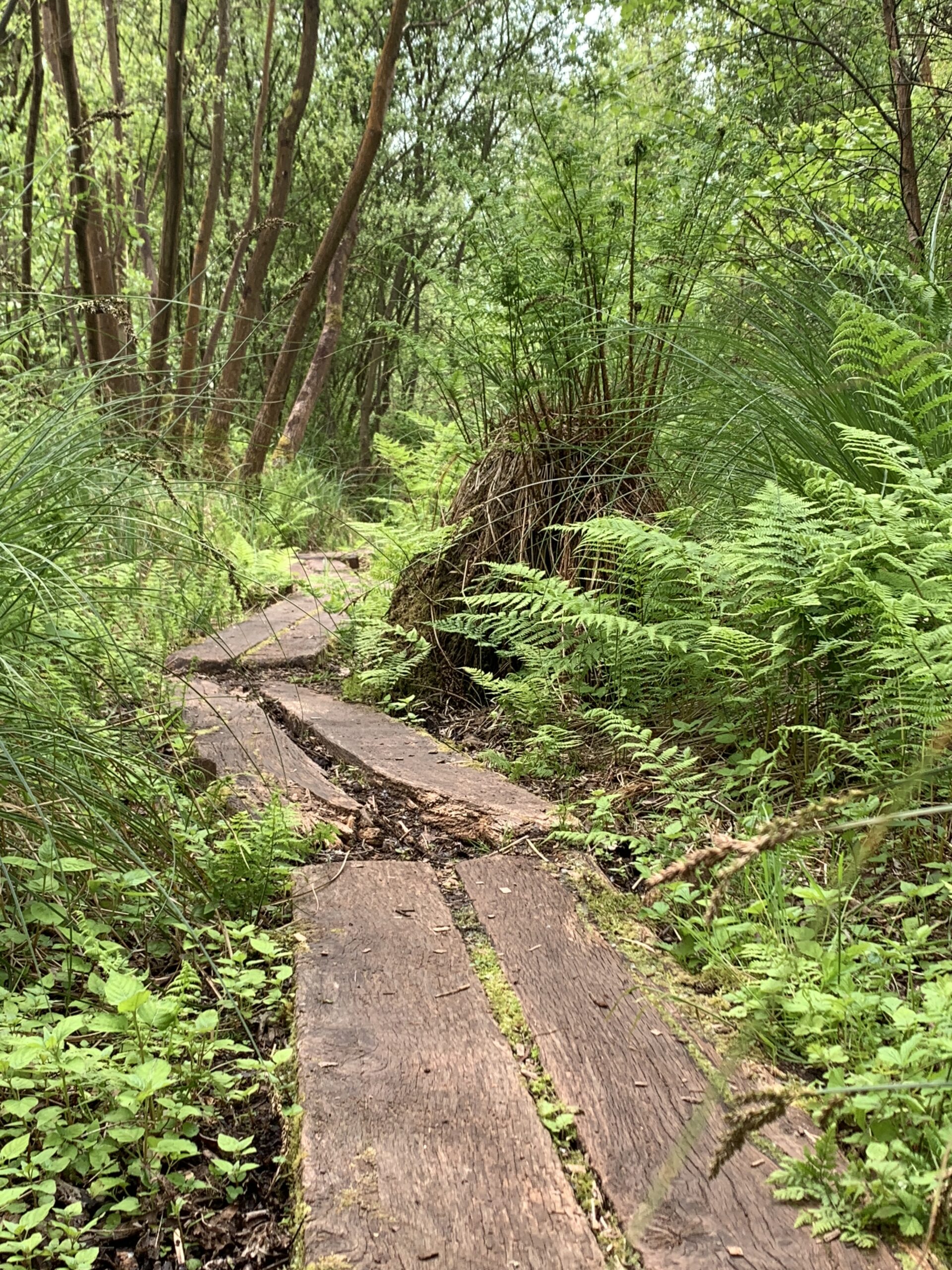 Meare Heath Trackway: A Bronze Age Structure - RuralHistoria