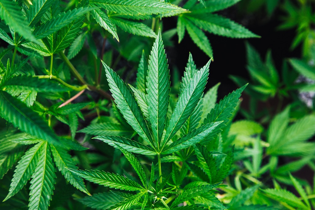 Ellwood Thompson's Leads The Conversation Around CBD Oil Legalization In Virginia - RVA Mag