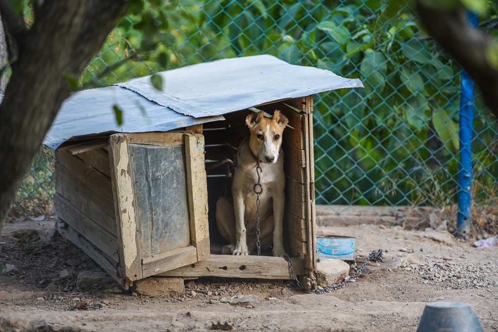 Tethering Bill Will Add New Protections For Animals Kept Outside - RVA Mag