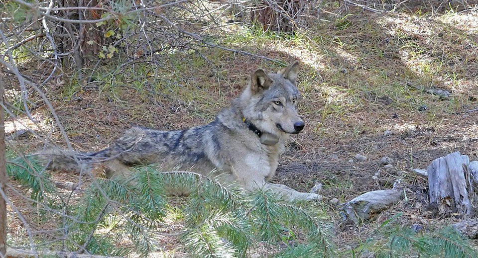 Gray wolf losing endangered species protection, latest Trump move to weaken environmental laws