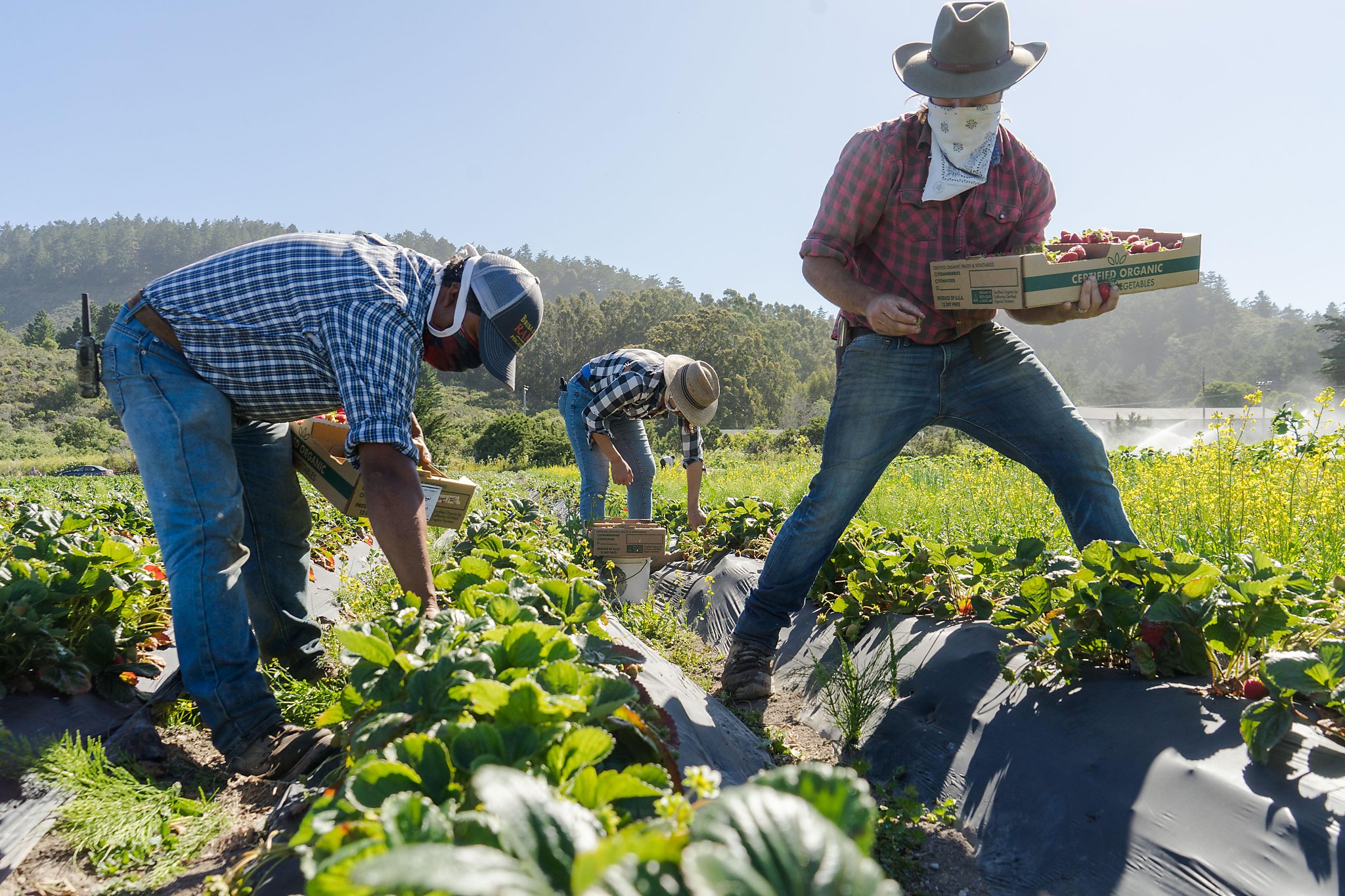 As Bay Area restaurant business drops, local farms send produce to struggling families