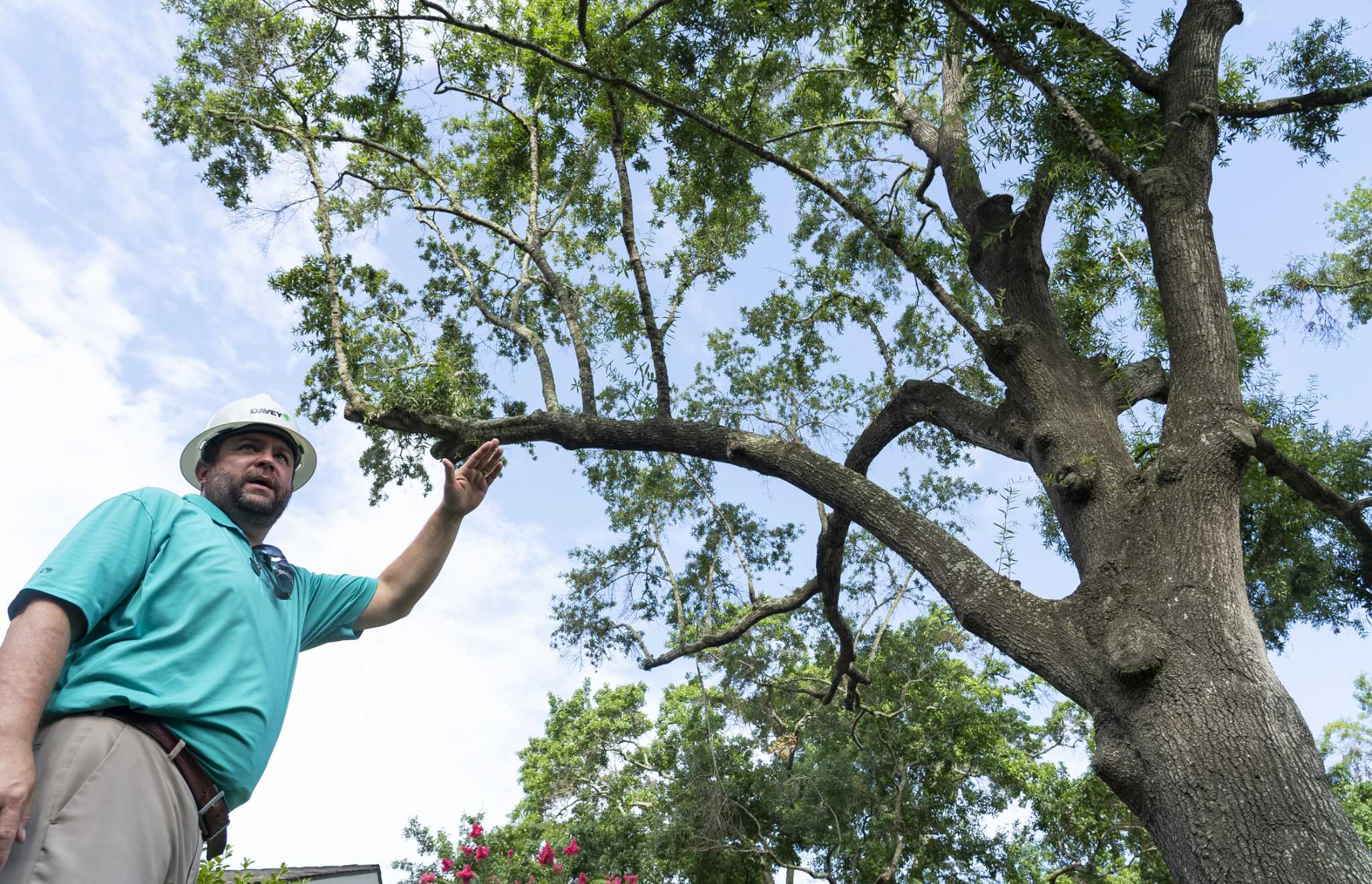 February's deadly freeze gives rise to zombie trees across Texas