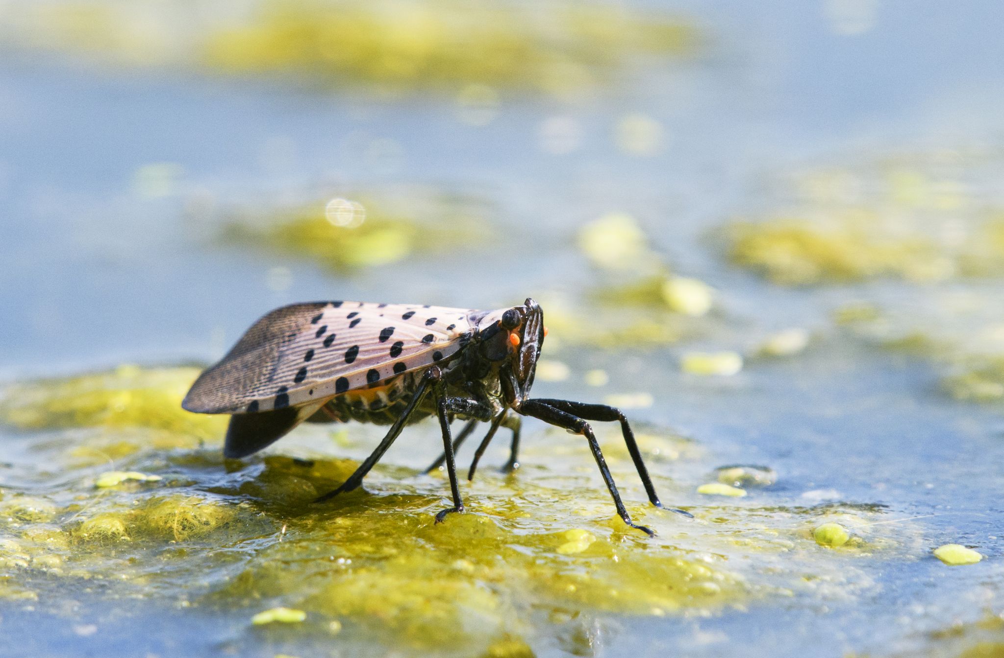 This invasive pest could damage key NY crops, forests