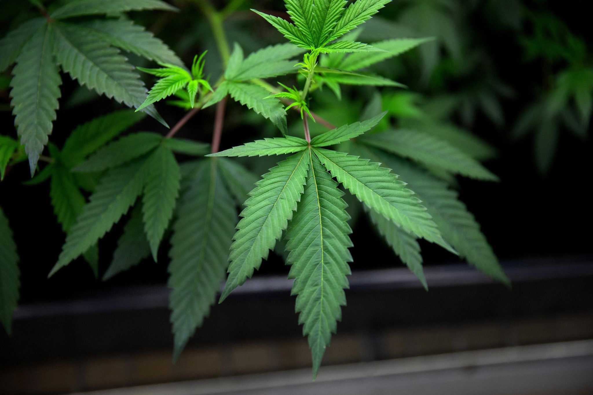 Most Texans support legalizing marijuana, new poll shows