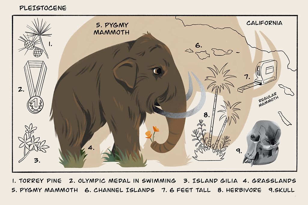 I went looking for shrunken mammoths that once roamed Calif.'s Channel Islands National Park