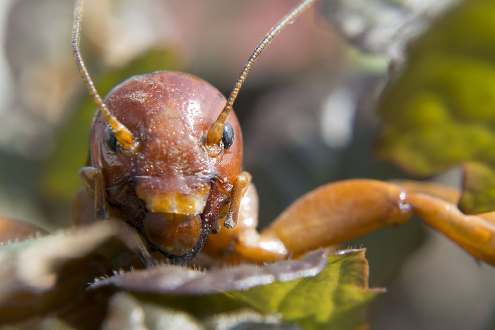 Why you may have seen these enormous bugs in the Bay Area