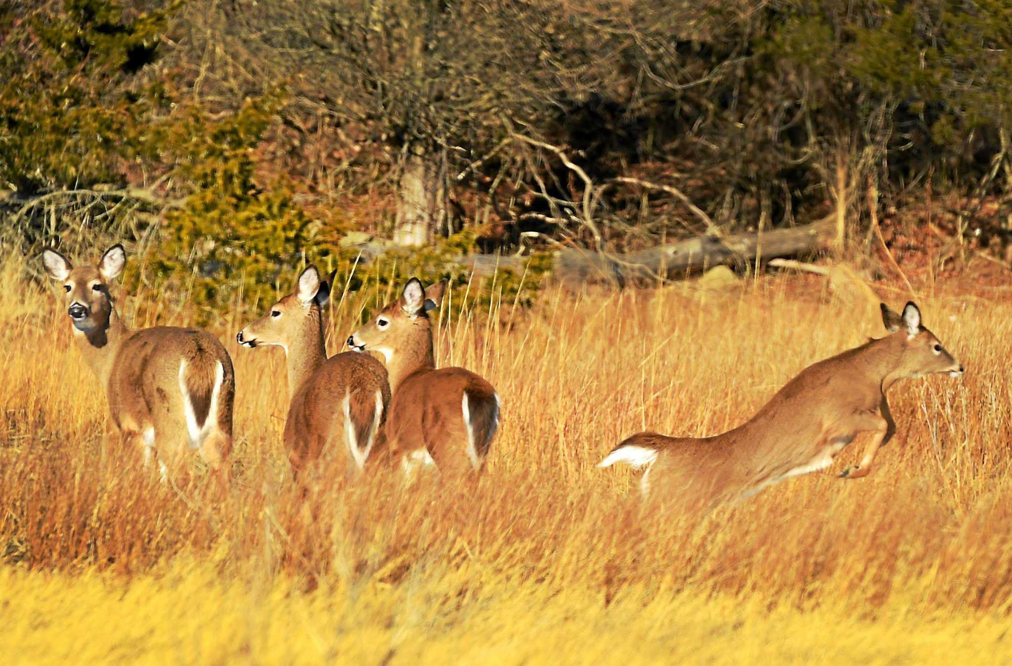 Connecticut begins testing white-tailed deer for COVID