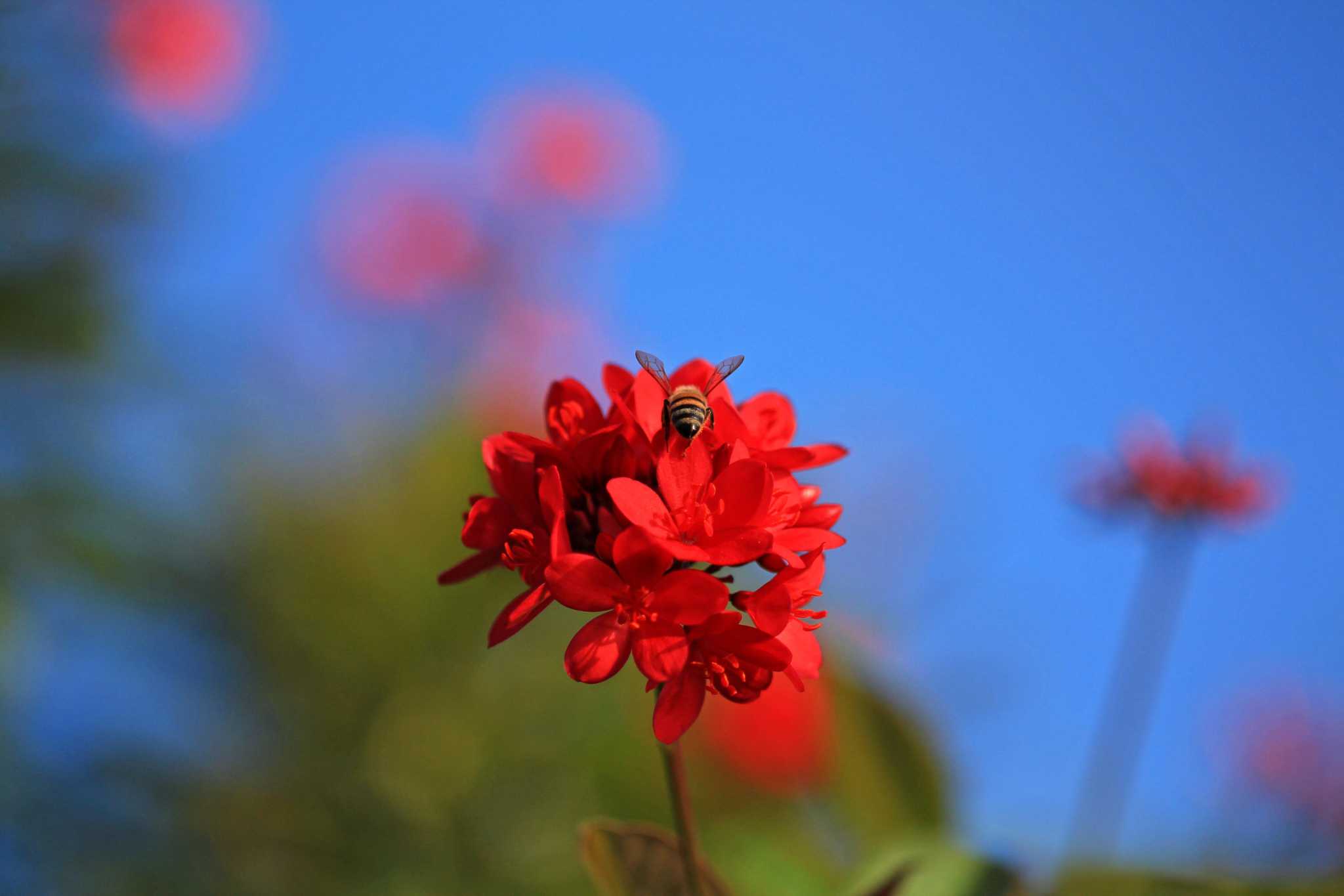 Best drought-tolerant plants in sun and shade for color and flowers in your San Antonio garden landscape