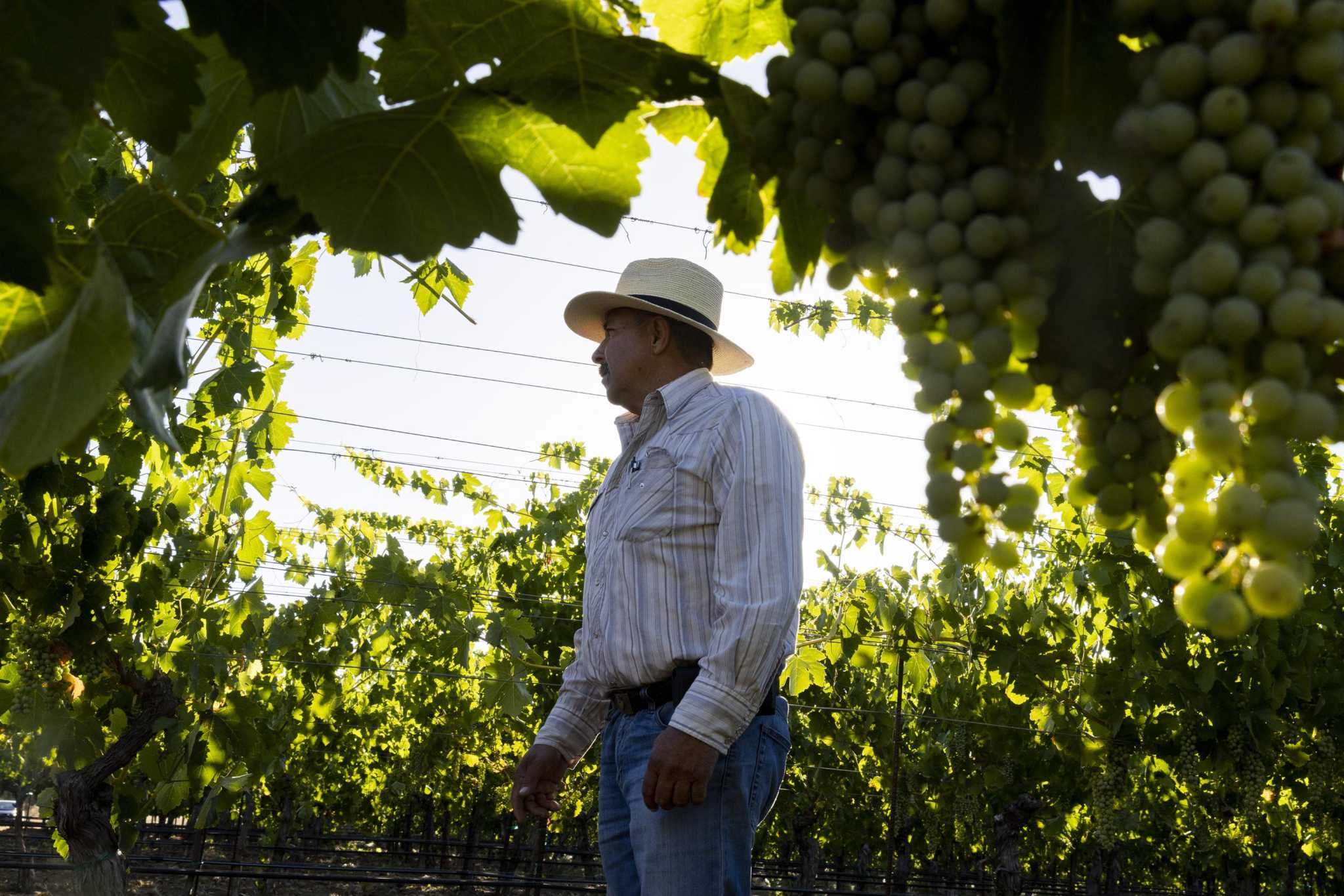 Napa’s vineyard workers are retiring — and the next generation doesn’t want their jobs