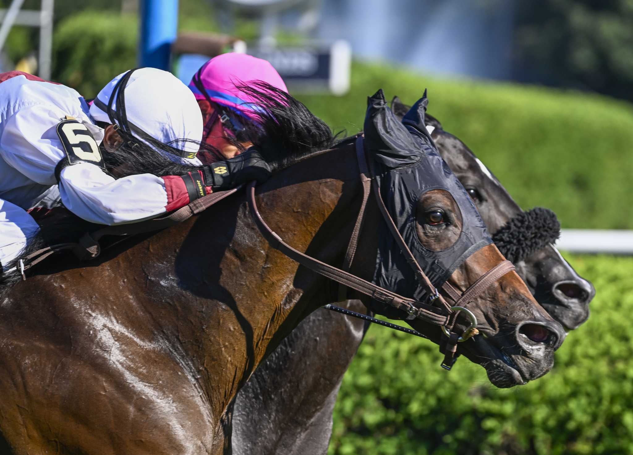 Tracking horse deaths at Saratoga Race Course
