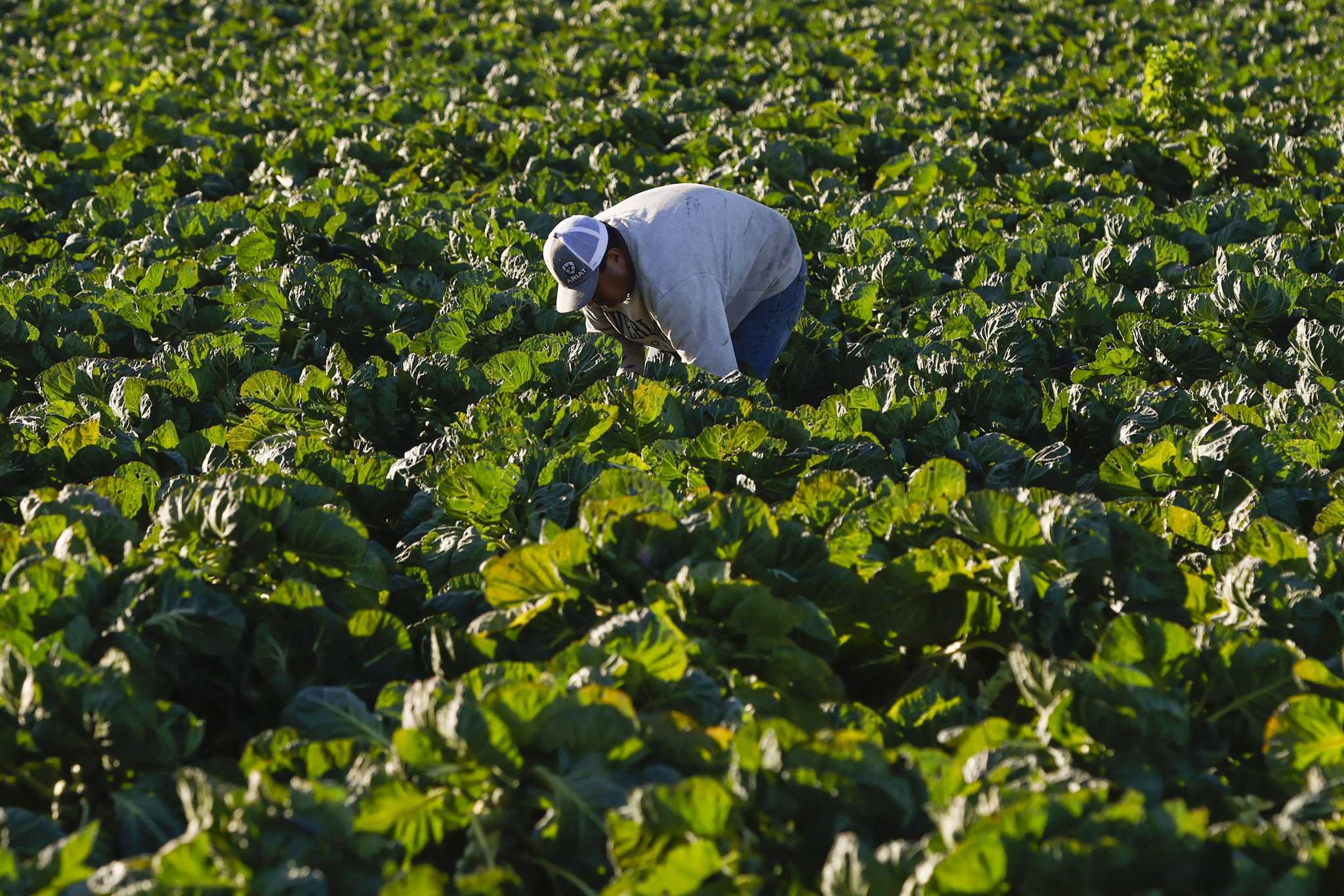 Half Moon Bay massacre: Want to help California farmworkers? Feed them