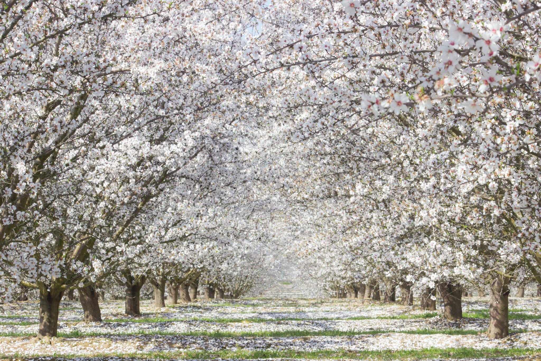 Fresno Blossom Trail: 11 best stops along the flowered way