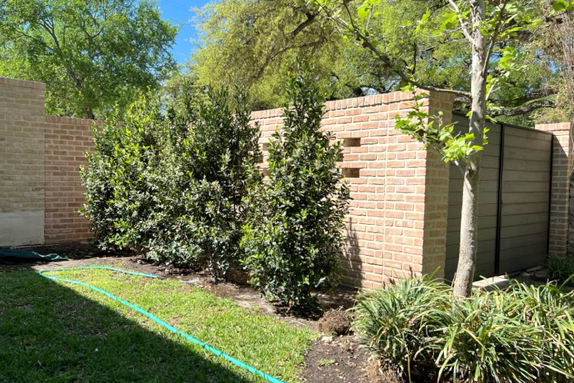 7 trees best for Texas homeowners