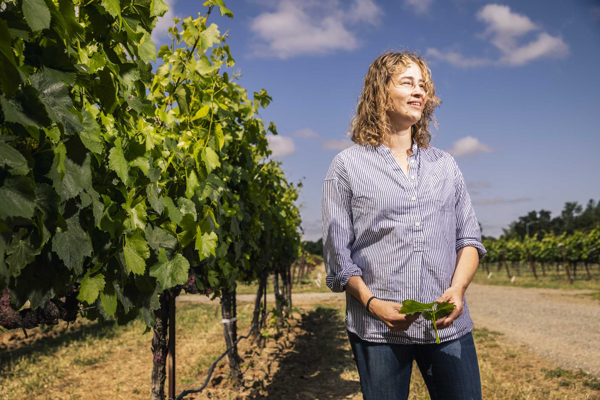 Winkler Index sparked California wine. What if it was wrong?