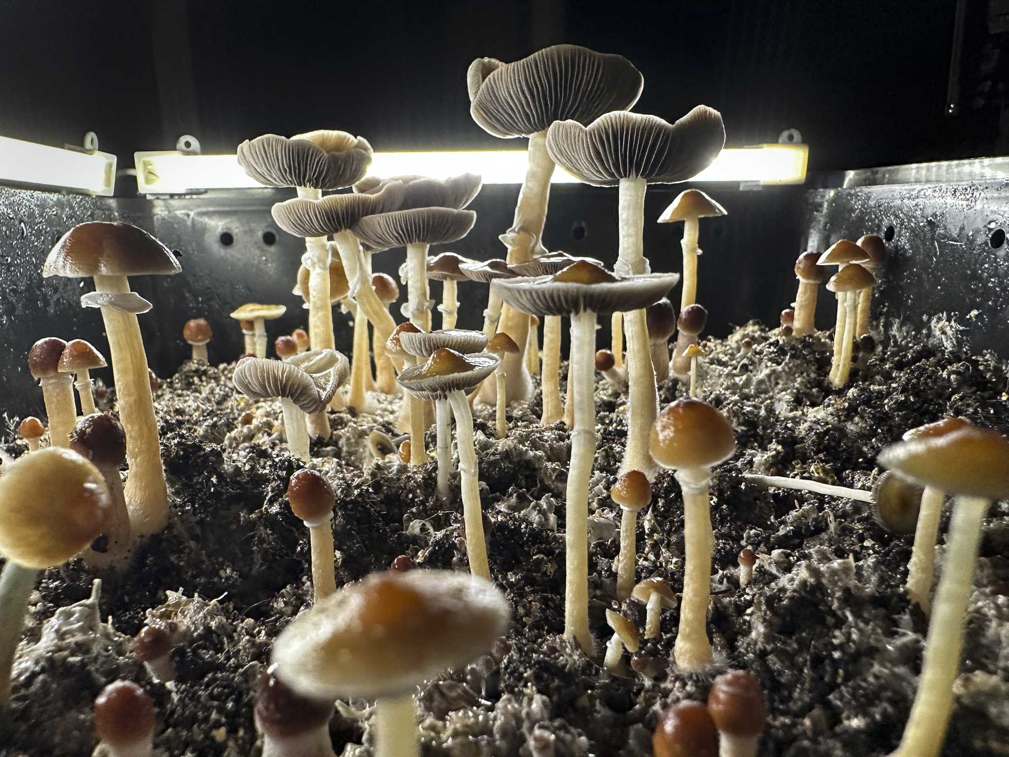 Newsom vetoes bill to decriminalize psychedelic mushrooms