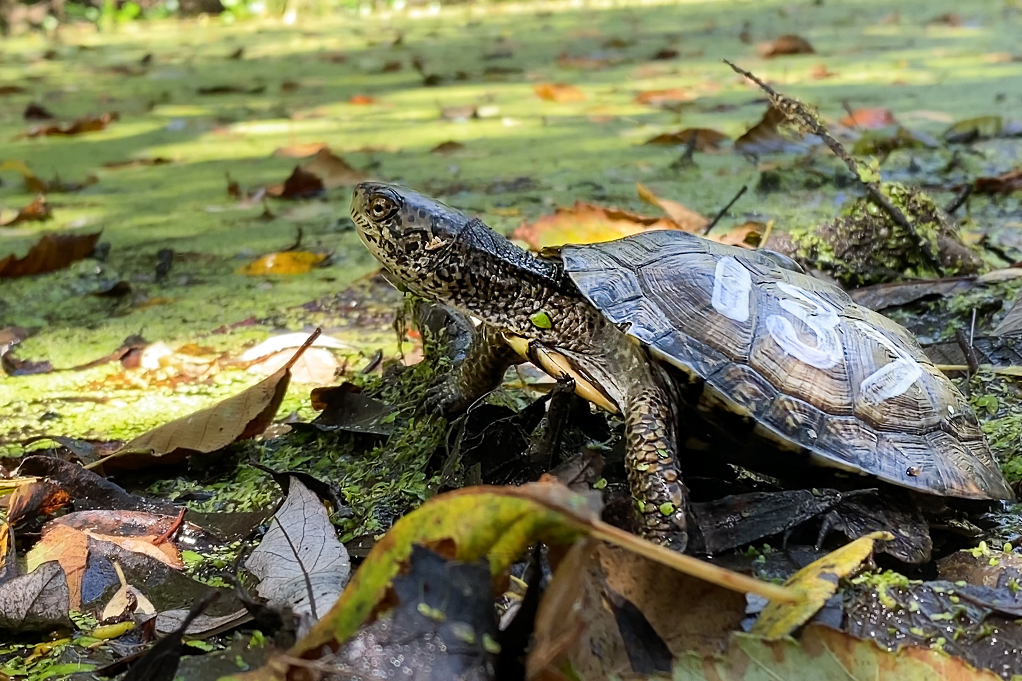 Rare animal spotted in national monument for first time in 30 years