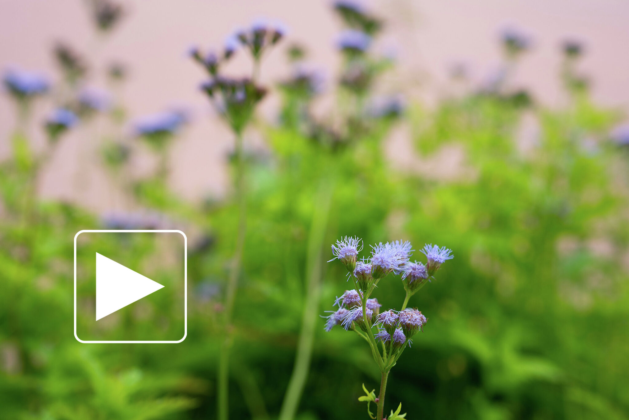 How to prepare plants for a freeze: Tips from the Houston Arboretum