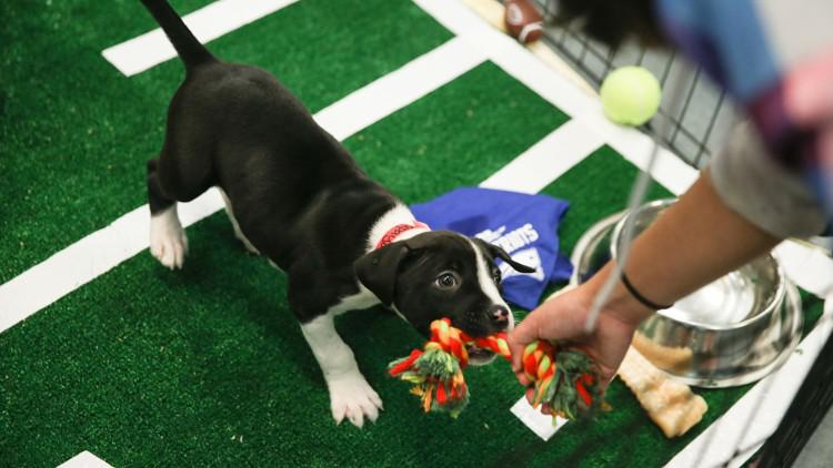 Puppy Bowl 2026: Start time, teams and how to watch, stream