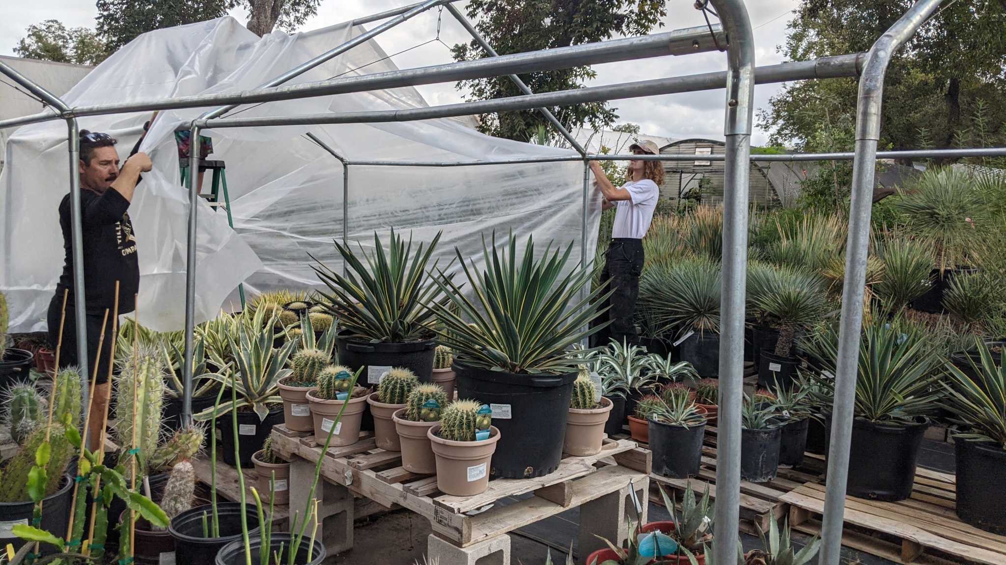 Freeze warning: What Central Texas gardeners should do now