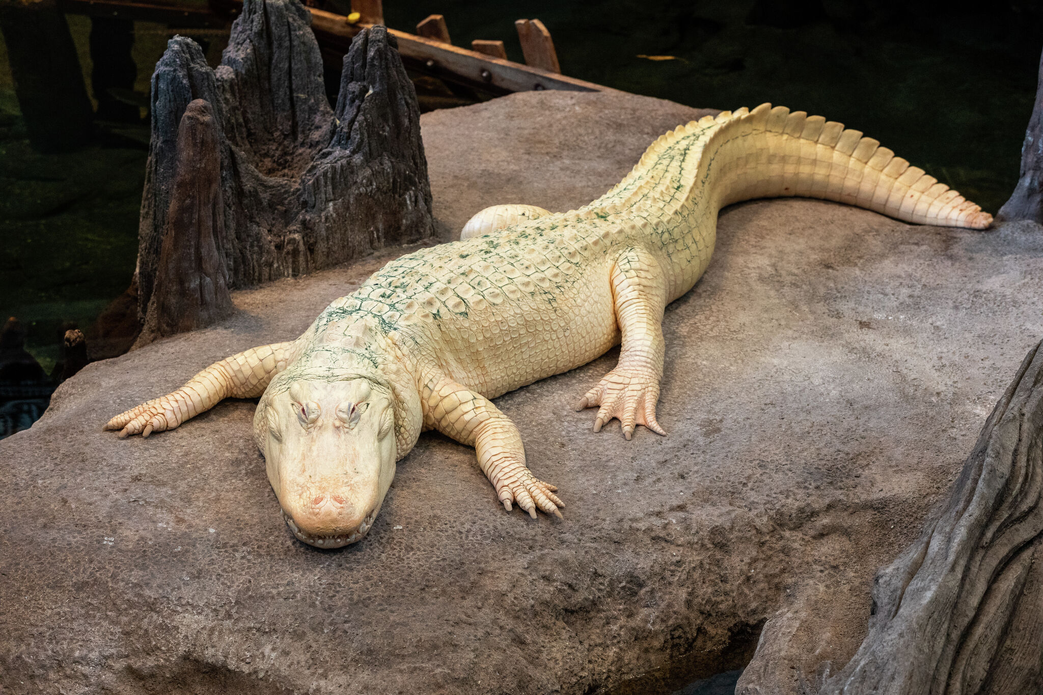 Claude, San Francisco’s beloved albino alligator, dies at 30